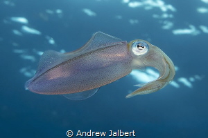 Reef squid, Molasses Reef, Key Largo, Florida. Shot withi... by Andrew Jalbert 